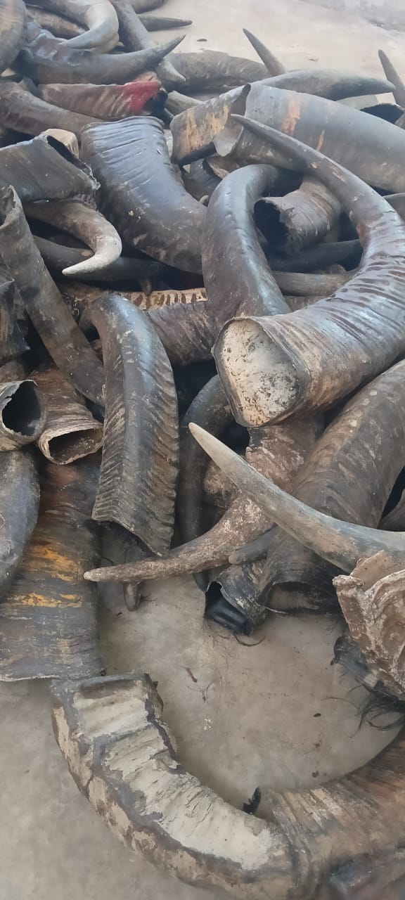 Bufflow Horn