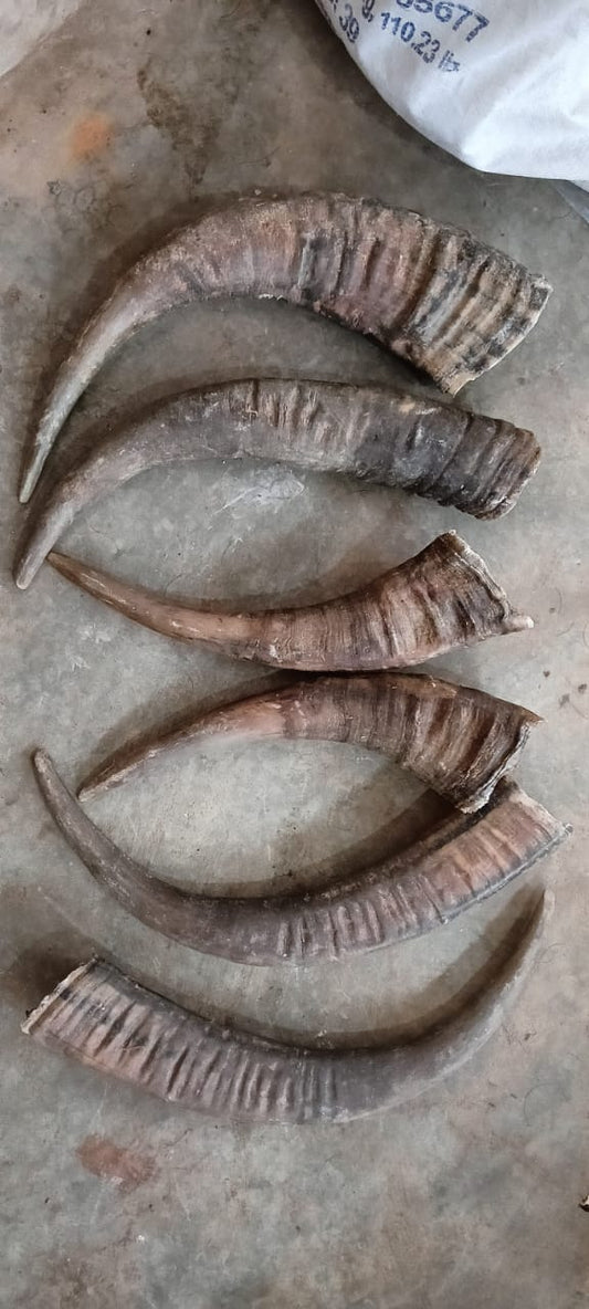 Bufflow Horn