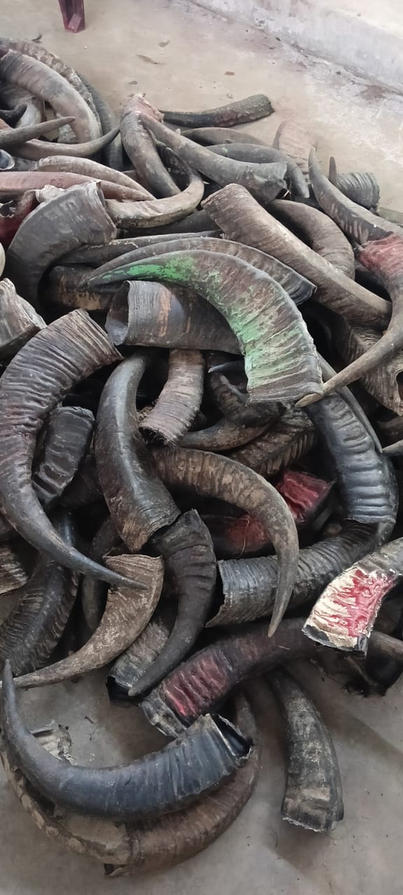 Bufflow Horn